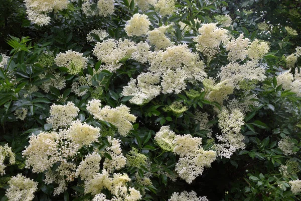 Flor Saúco Blanca Planta Botánica — Foto de Stock