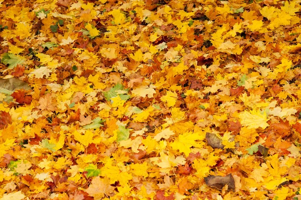 Jesienią Pokryta Ziemią Pokrytą Liśćmi Kolorach Jesiennych — Zdjęcie stockowe