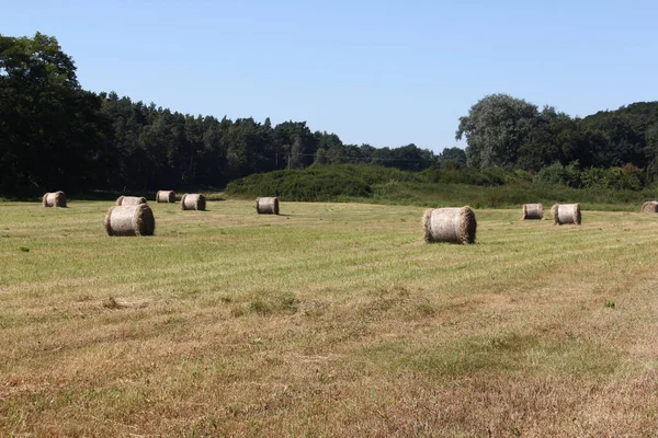 Campo Com Fardos Feno Colhidos Borda Floresta — Fotografia de Stock