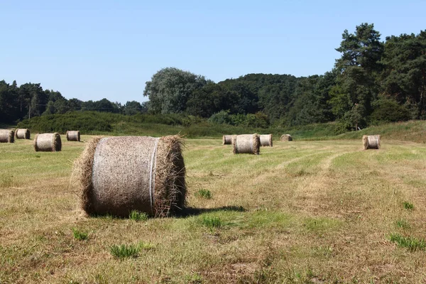 Feld Mit Abgeernteten Strohballen Waldrand — Stockfoto