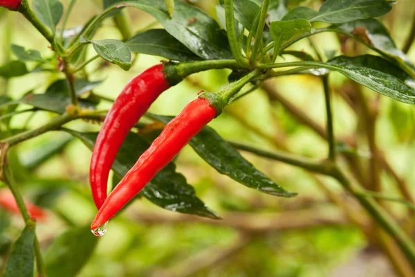 Pimentão Planta Com Pimenta Vermelha Natureza — Fotografia de Stock