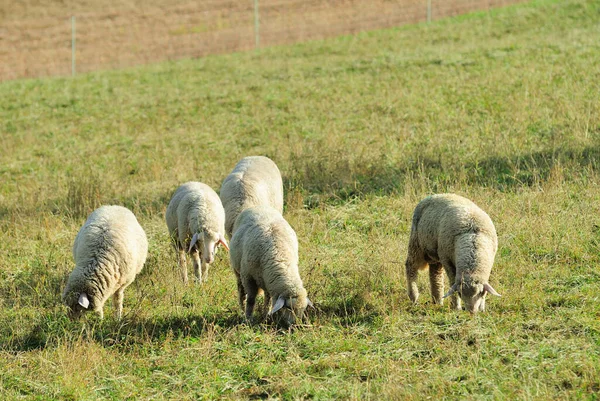 Scenic View Agriculture Selective Focus — Stock Photo, Image