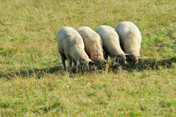 Malebný Pohled Krajinu Selektivní Zaměření — Stock fotografie