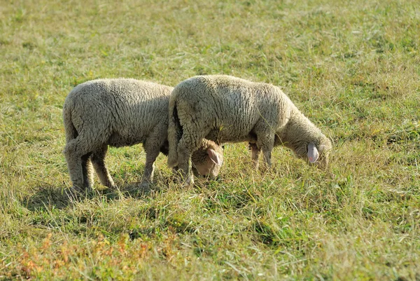 Landschapsbeeld Selectieve Focus — Stockfoto