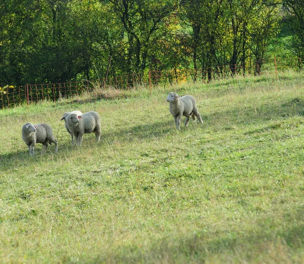 Vue Panoramique Sur Campagne Orientation Sélective — Photo