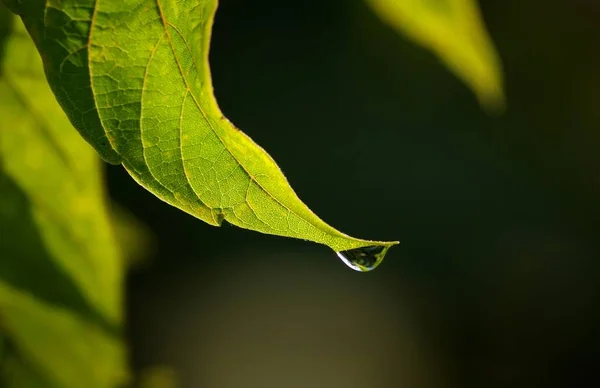 Drops Leaf — Stock Photo, Image