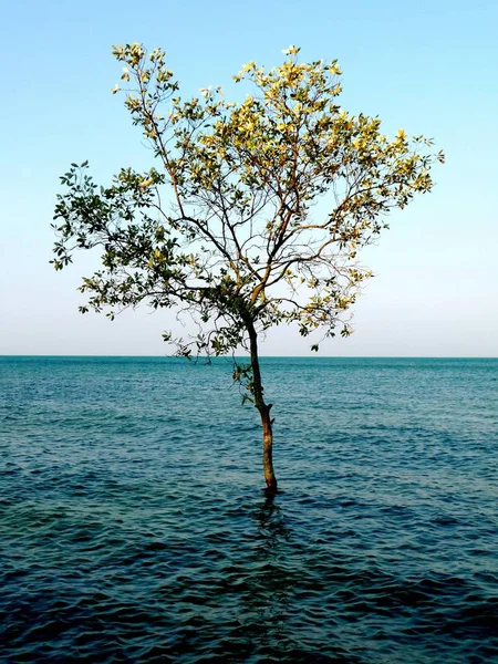 Kho Chang Tayland Sahilinde Küçük Bir Ağaç — Stok fotoğraf