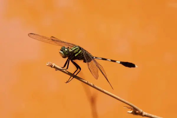 Libelle Nahaufnahme Des Insekts Der Natur — Stockfoto