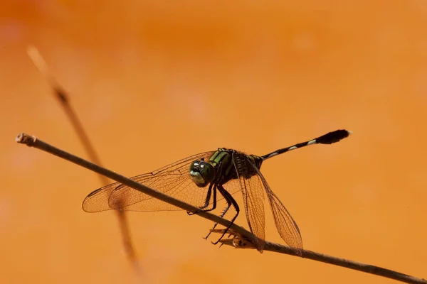 Vážky Detailní Záběr Hmyzu Přírodě — Stock fotografie