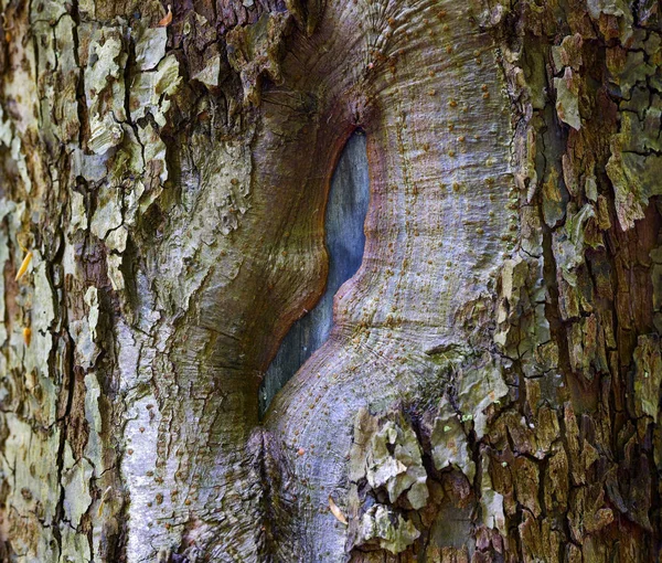 Närbild Äppelträd Bark Som Intressant Bakgrund — Stockfoto