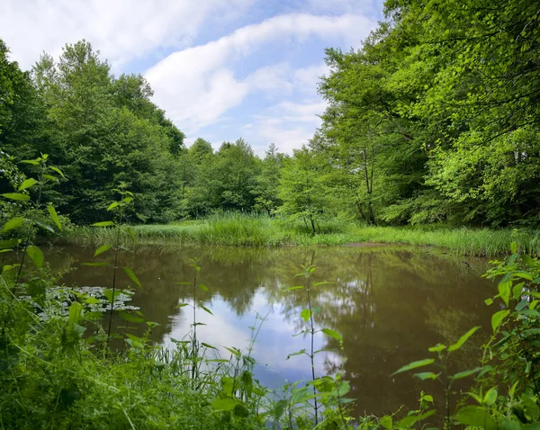 Vista Uma Pequena Lagoa Floresta Verão Xxl Sarre Alemanha — Fotografia de Stock