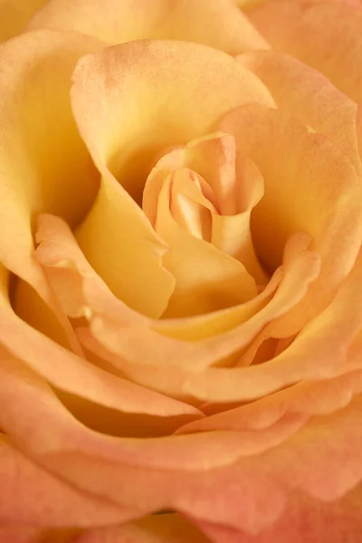 Primo Piano Fiore Rosa Arancione — Foto Stock