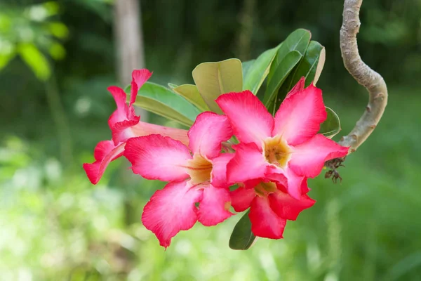 Flor Tropical Primer Plano Planta Con Boke Suave — Foto de Stock