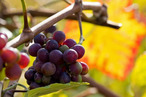 Grapes Growing Vineyard — Stock Photo, Image