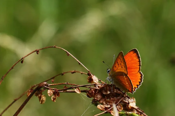 교미기 Licaena Virgaureae — 스톡 사진