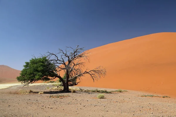 Duin Het Namib Naukluft Park — Stockfoto