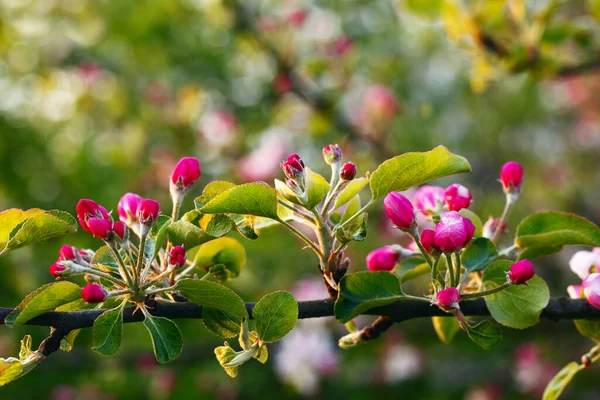 Gros Plan Sur Les Fleurs Pomme Sous Soleil Chaud Soir — Photo