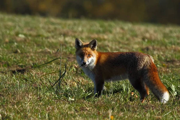 Rode Vos Vulpes Vulpes — Stockfoto