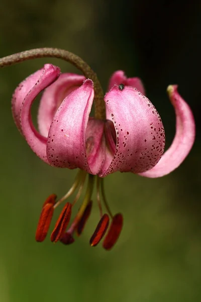 Martagonlilja Liliummartagon — Stockfoto