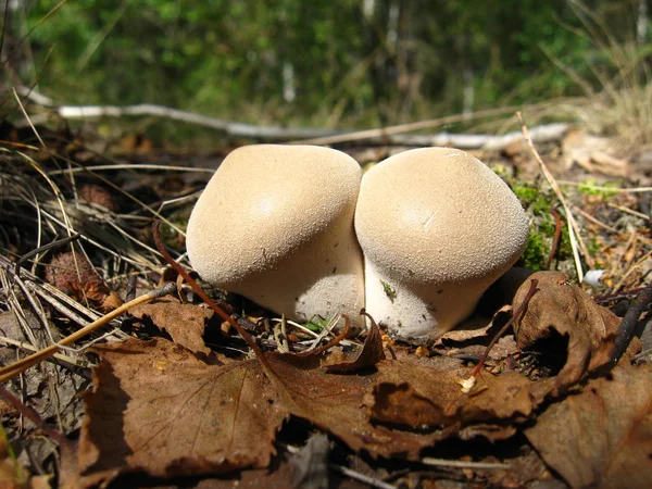 Das Bild Der Schönen Roten Fliege Agaric Wald — Stockfoto