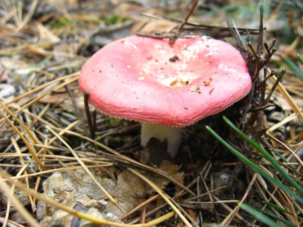Some Nice Mushroom Autumn Forest — Stock Photo, Image