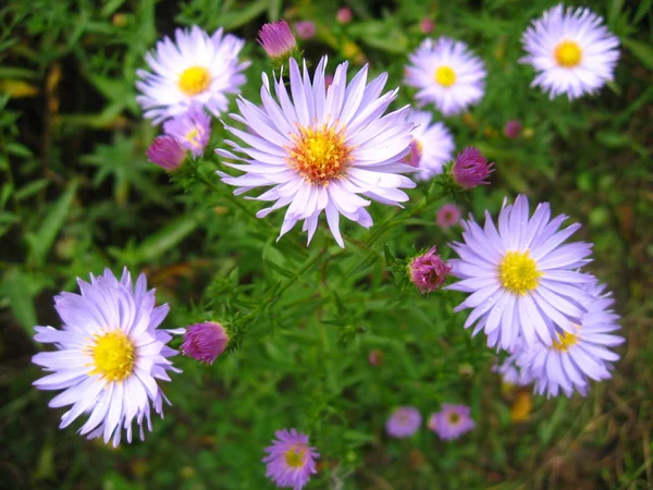 Image Beautiful Bright Blue Asters — Stock Photo, Image