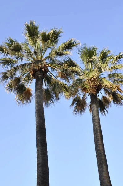 Palmboom Achtergrond Kopieer Ruimte — Stockfoto