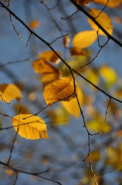 Herbstzeit Laub Herbst Blätter Flora — Stockfoto