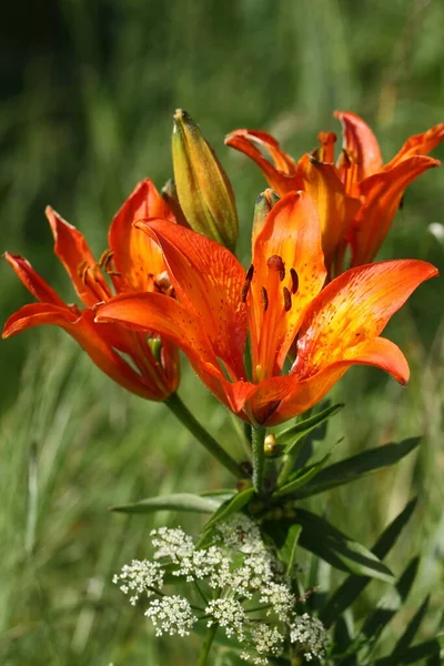 Ohnivá Lilie Lilium Bulbiferum — Stock fotografie