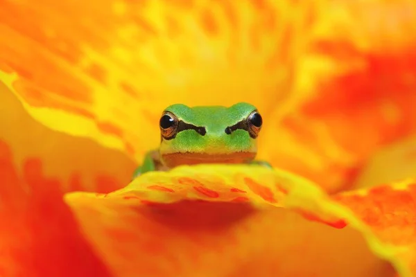 Hyla Tree Frog Yellow Orange Flower Watching Camera Resting Waiting — Stockfoto