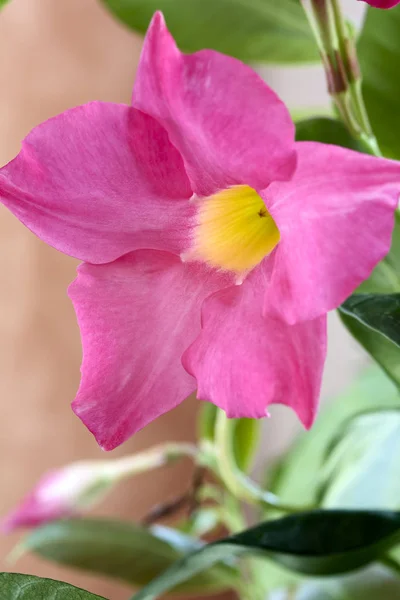 二倍体花 Dipladenie Sanderi 的特写 — 图库照片