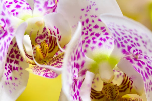 Fechar Acima Uma Flor Orchid Fundo Amarelo — Fotografia de Stock