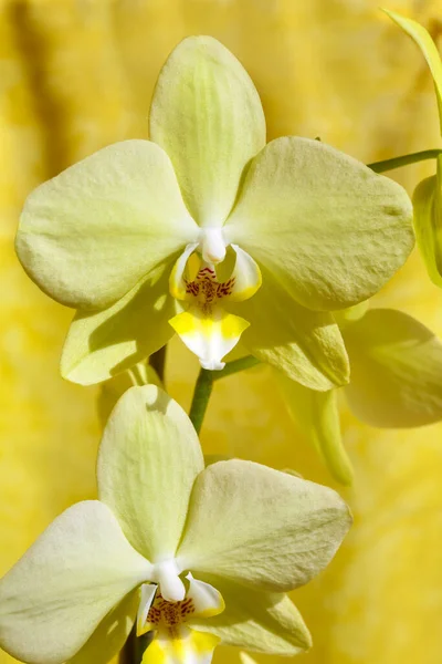 Gros Plan Une Fleur Orchidée Sur Fond Jaune — Photo