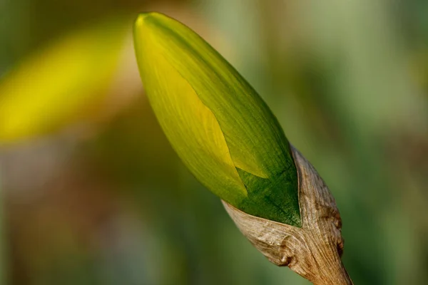 Knopp Gul Påsklilja Glatt Poetaz Påskliljor — Stockfoto