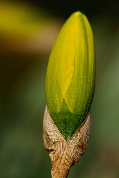 Knoppen Geel Narcis Vrolijkheid Poetaz Narcissen — Stockfoto