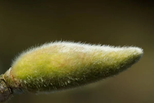 Inflorescencia Kitten Árbol —  Fotos de Stock