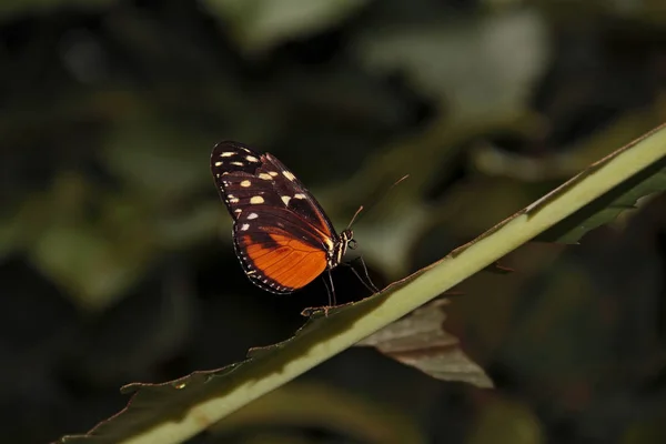 Vue Rapprochée Belle Exotique Faiblir — Photo