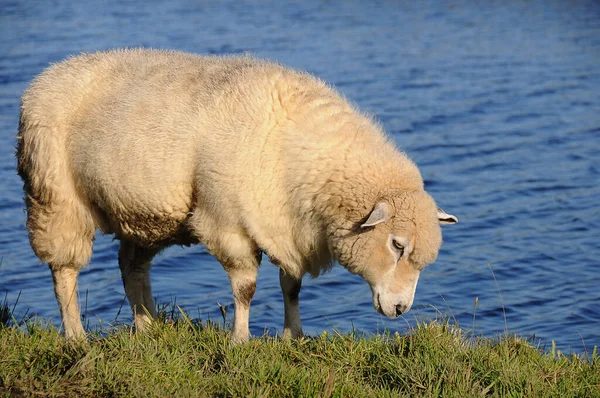 Schafe Lämmer Und Vieh — Stockfoto