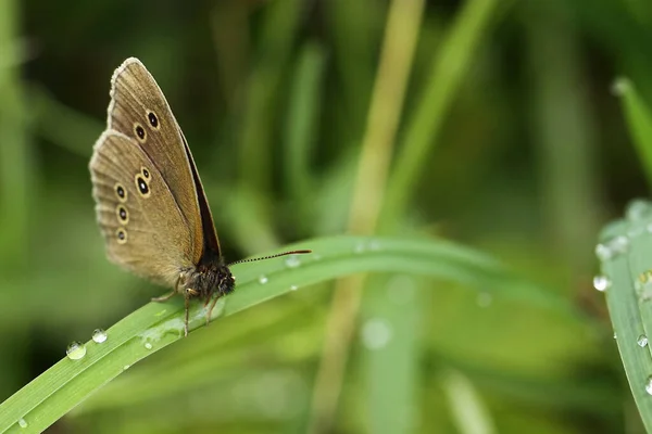 Nahaufnahme Von Wanzen Der Wilden Natur — Stockfoto