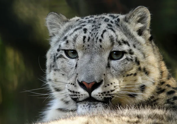 Гепард Кіт Леопард Тварина — стокове фото