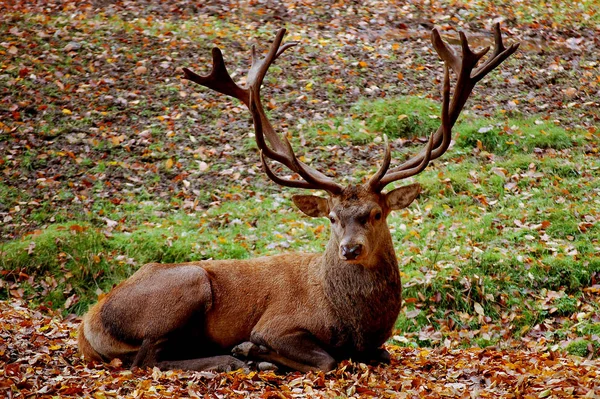 Wildtier Hirsch Huftier — Stockfoto