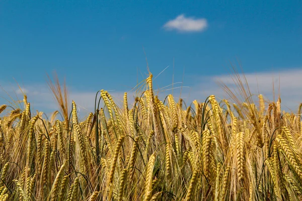 Vista Del Campo Grano Concetto Agricoltura — Foto Stock