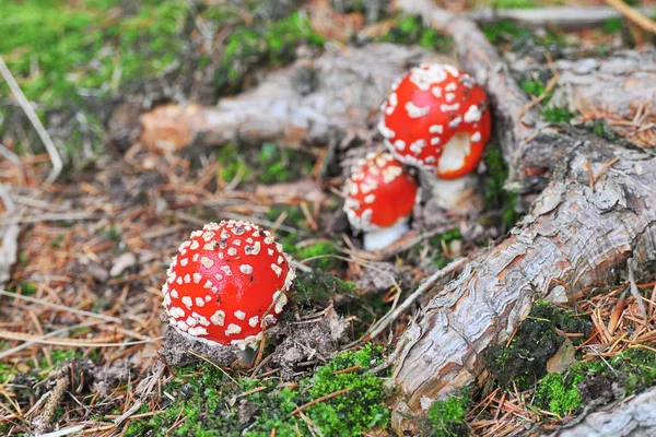 Red Toadstools Belongs Group Poisonous Fungi — Stock Photo, Image