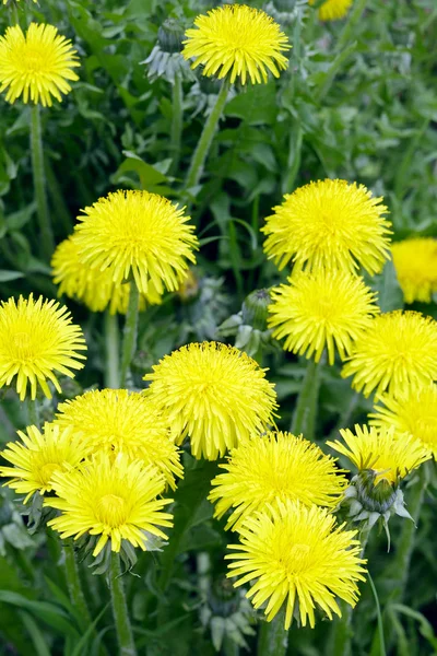 Close Dandelion Flower Garden Spring Saarland Germany — ストック写真