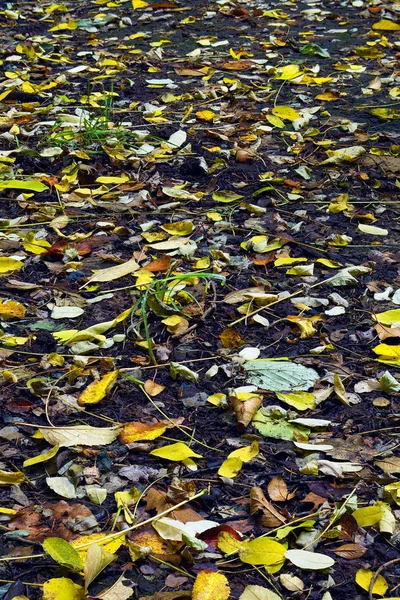 Trockenes Laub Auf Einer Asphaltierten Straße Wald Herbst Saarland Deutschland — Stockfoto