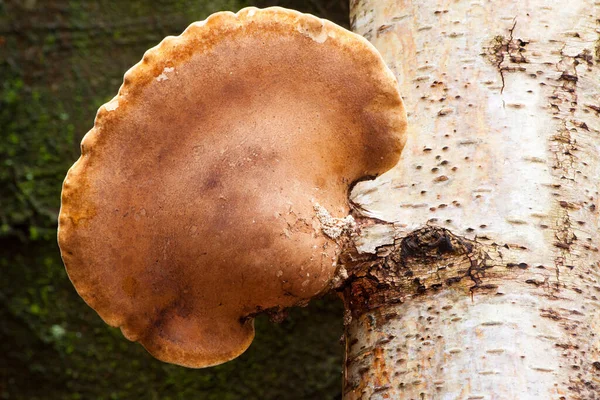 Culture Champignons Dans Forêt Fond Nature — Photo