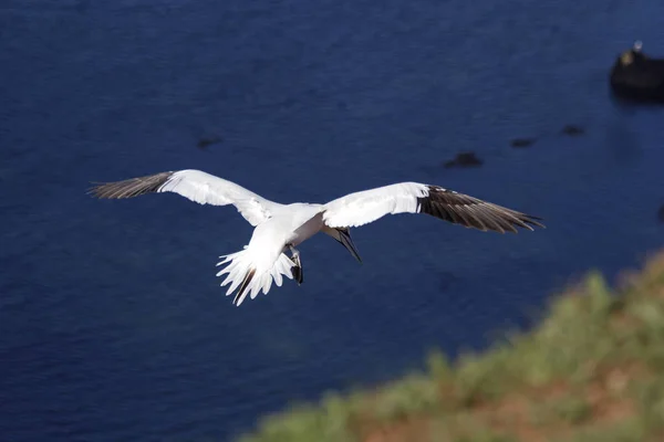 Vacker Utsikt Över Vacker Fågel Naturen — Stockfoto