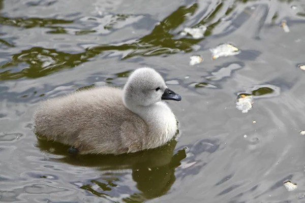 Vacker Utsikt Över Majestätisk Svan Naturen — Stockfoto