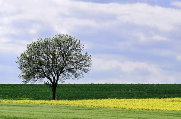 Uma Árvore Campo Cultivado — Fotografia de Stock