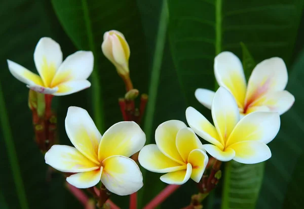 Beautiful Flowers Floral Concept Background — Stock Photo, Image